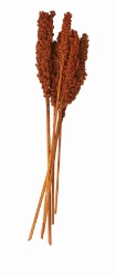 DRIED PLANT CORN MAZE NATURAL FOLIAGE WITH LONG STEMS, 3" X 1" X 30"