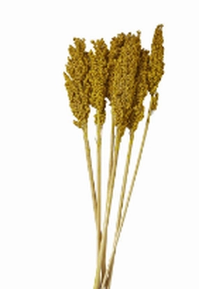 DRIED PLANT CORN MAZE NATURAL FOLIAGE WITH LONG STEMS, 3" X 1" X 30"