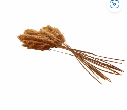 DRIED PLANT PAMPAS NATURAL FOLIAGE WITH LONG STEMS,