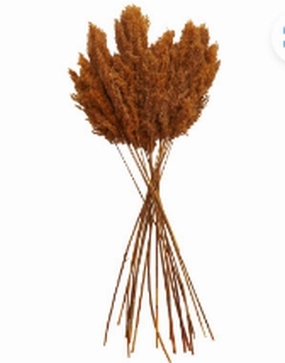 DRIED PLANT PAMPAS NATURAL FOLIAGE WITH LONG STEMS,